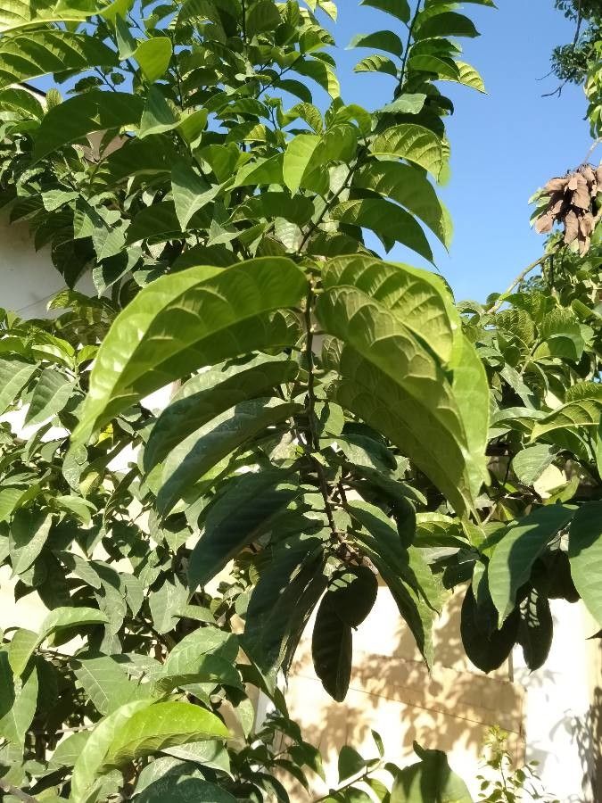 Artocarpus nitidus — search result for 'Artocarpus'