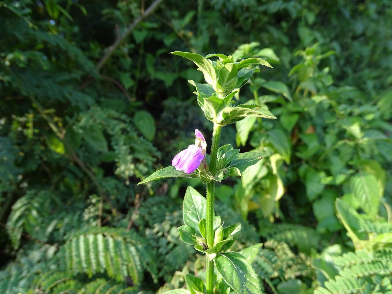 Justicia diclipteroides flower
