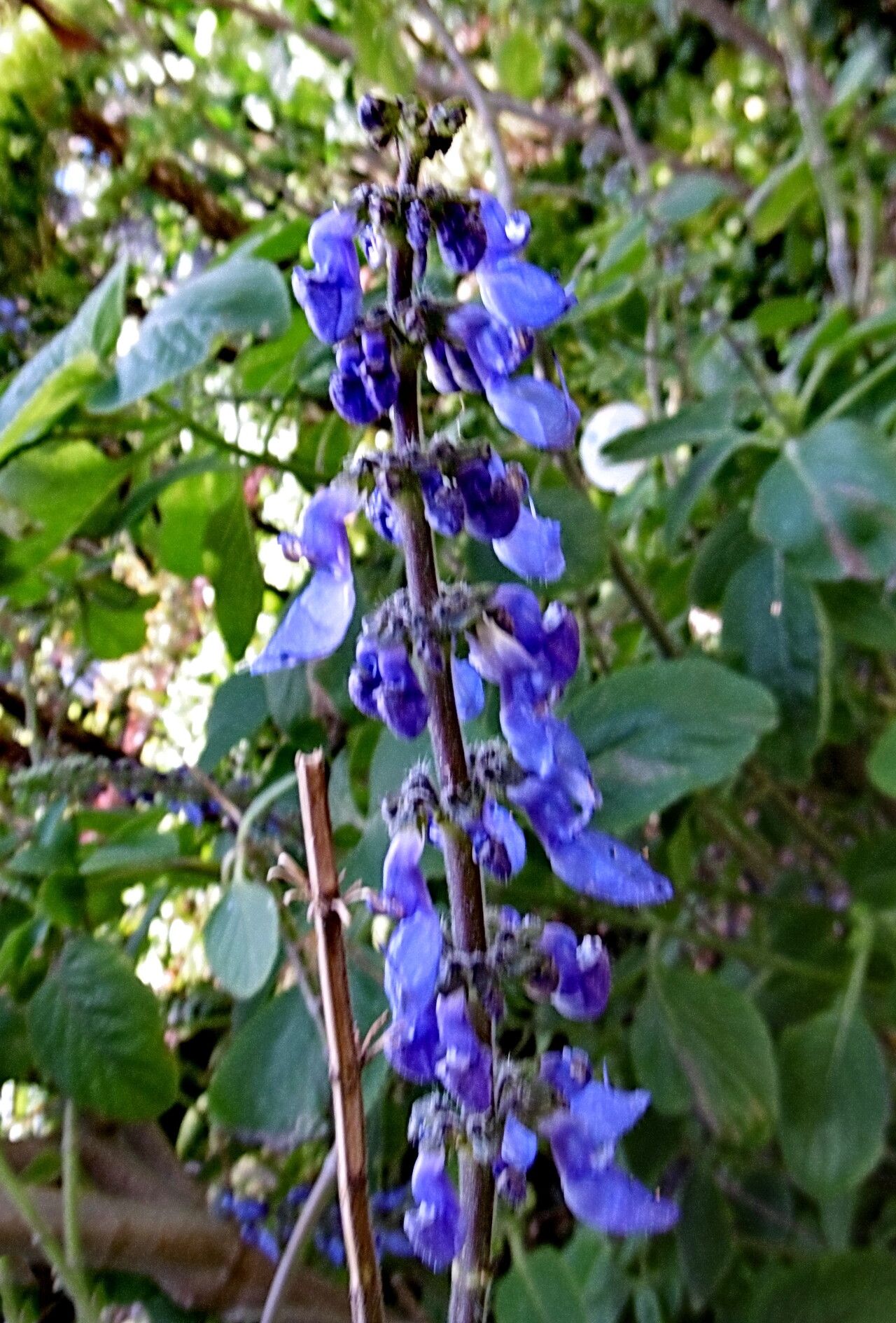 Coleus barbatus flower