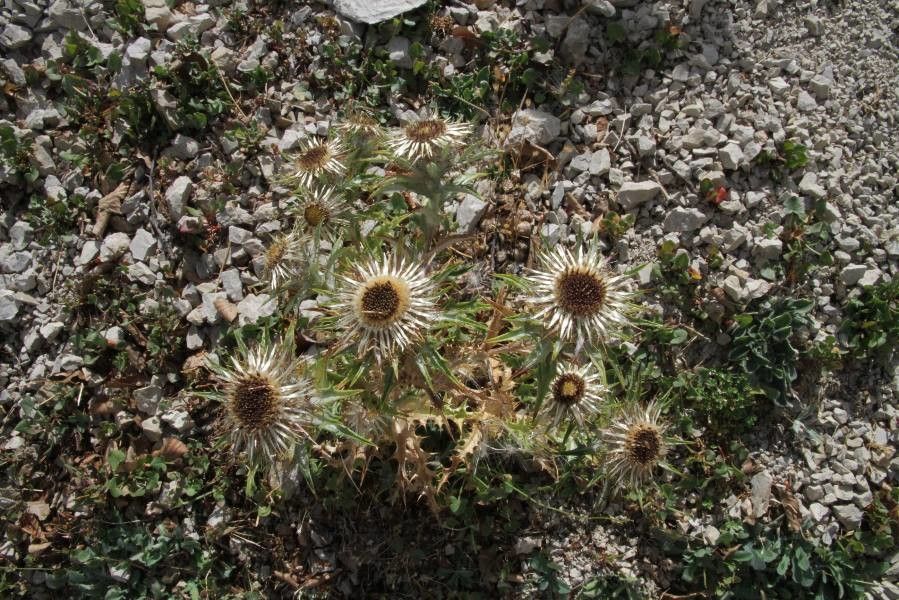 Carlina nebrodensis — search result for 'Carlina'