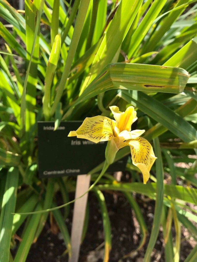 Iris wilsonii — houseplant care guide