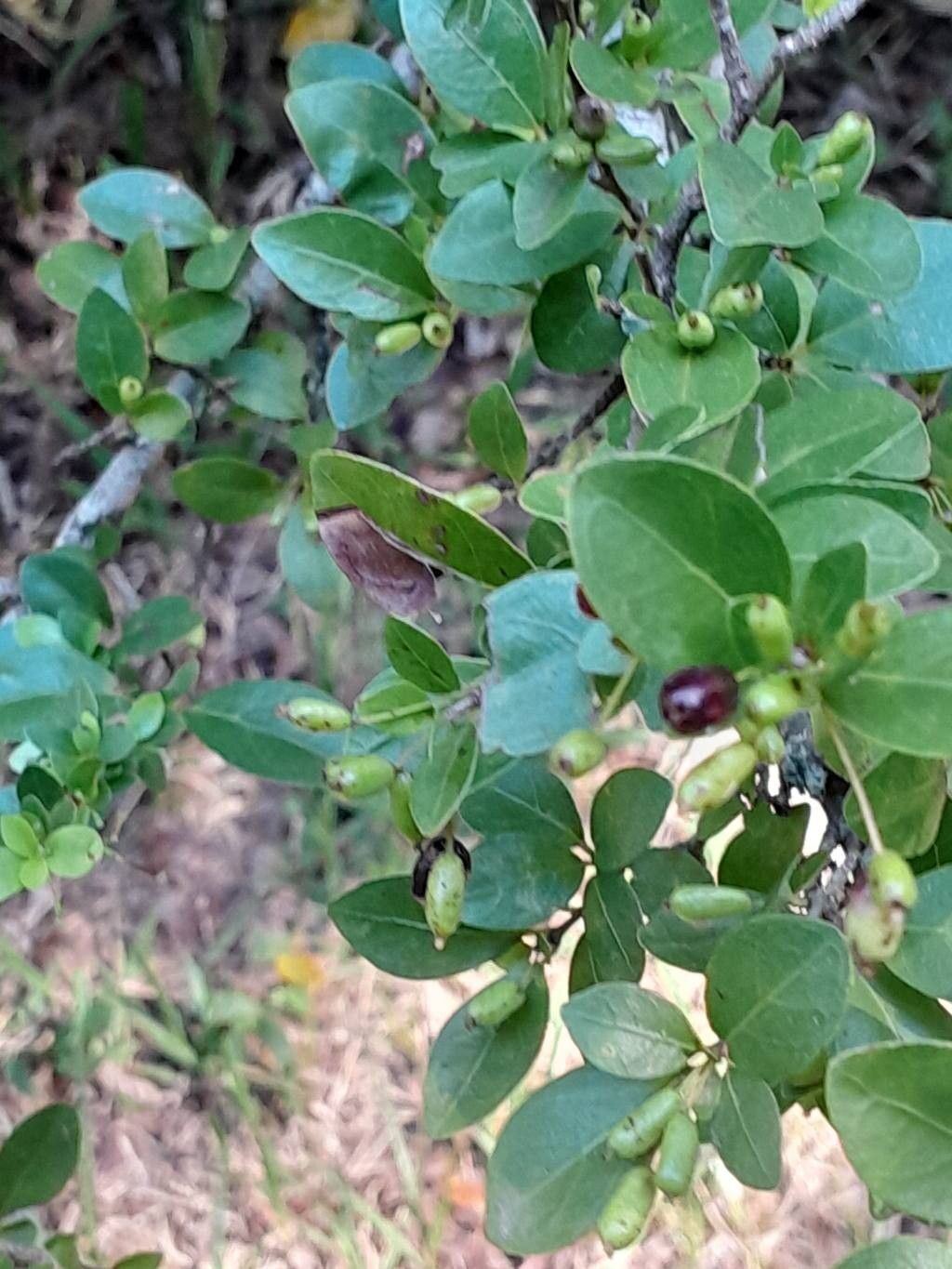 Myrcia guianensis fruit