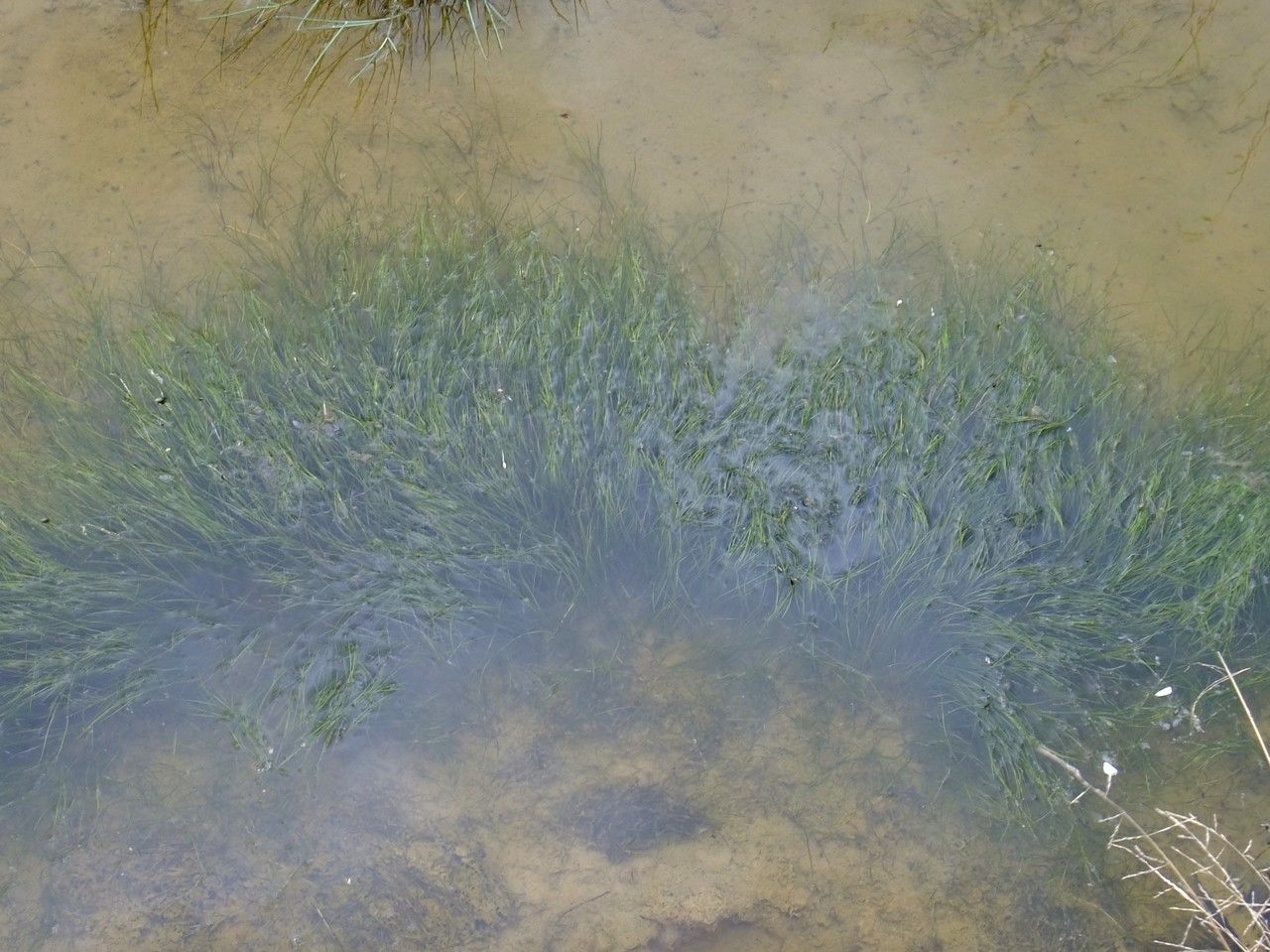 Ruppia maritima habit