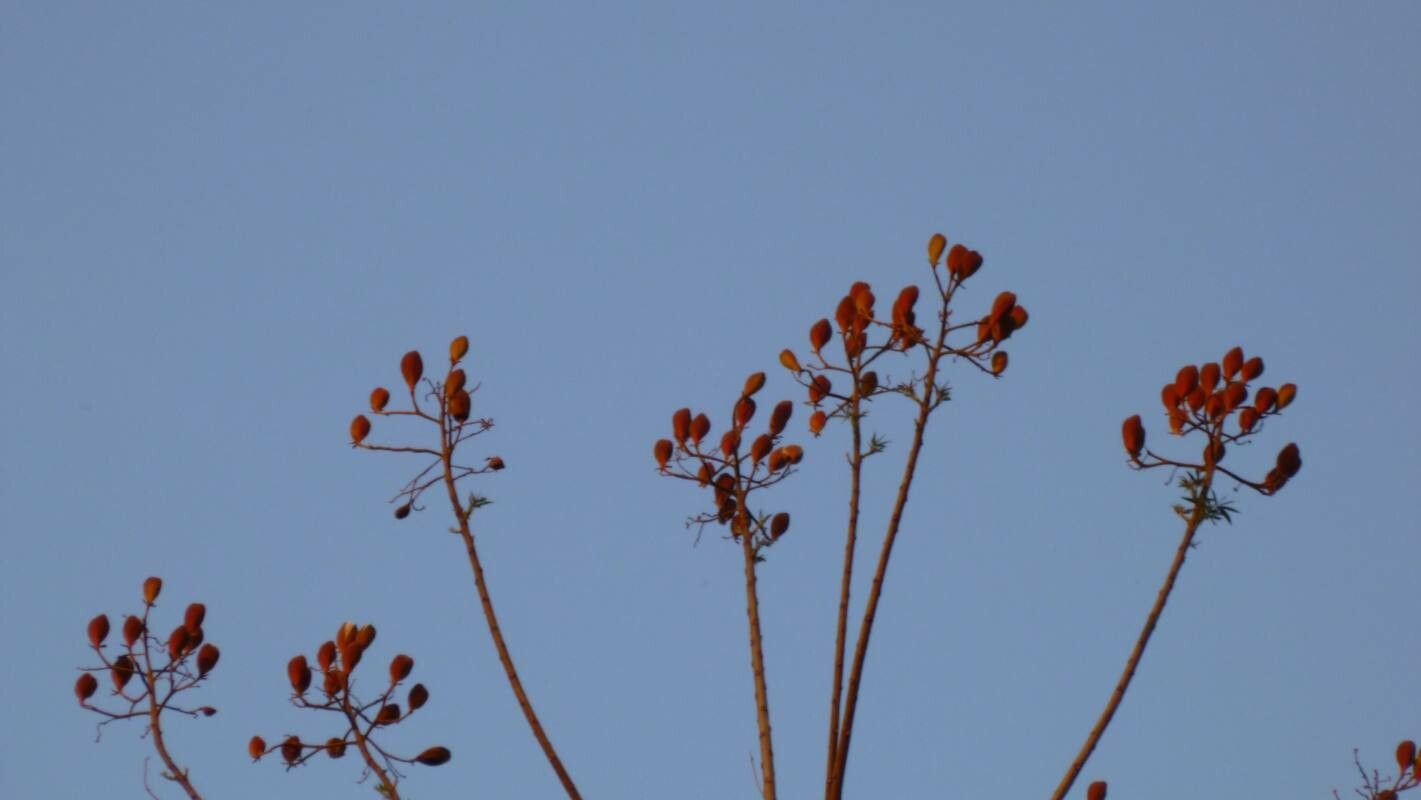 Pseudobombax munguba fruit