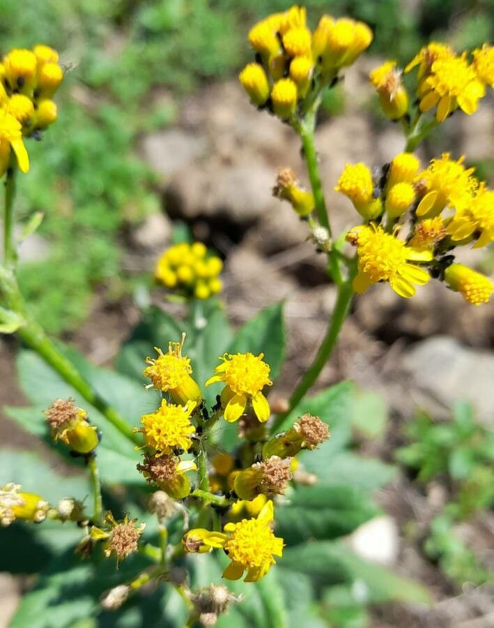 Senecio deferens flower