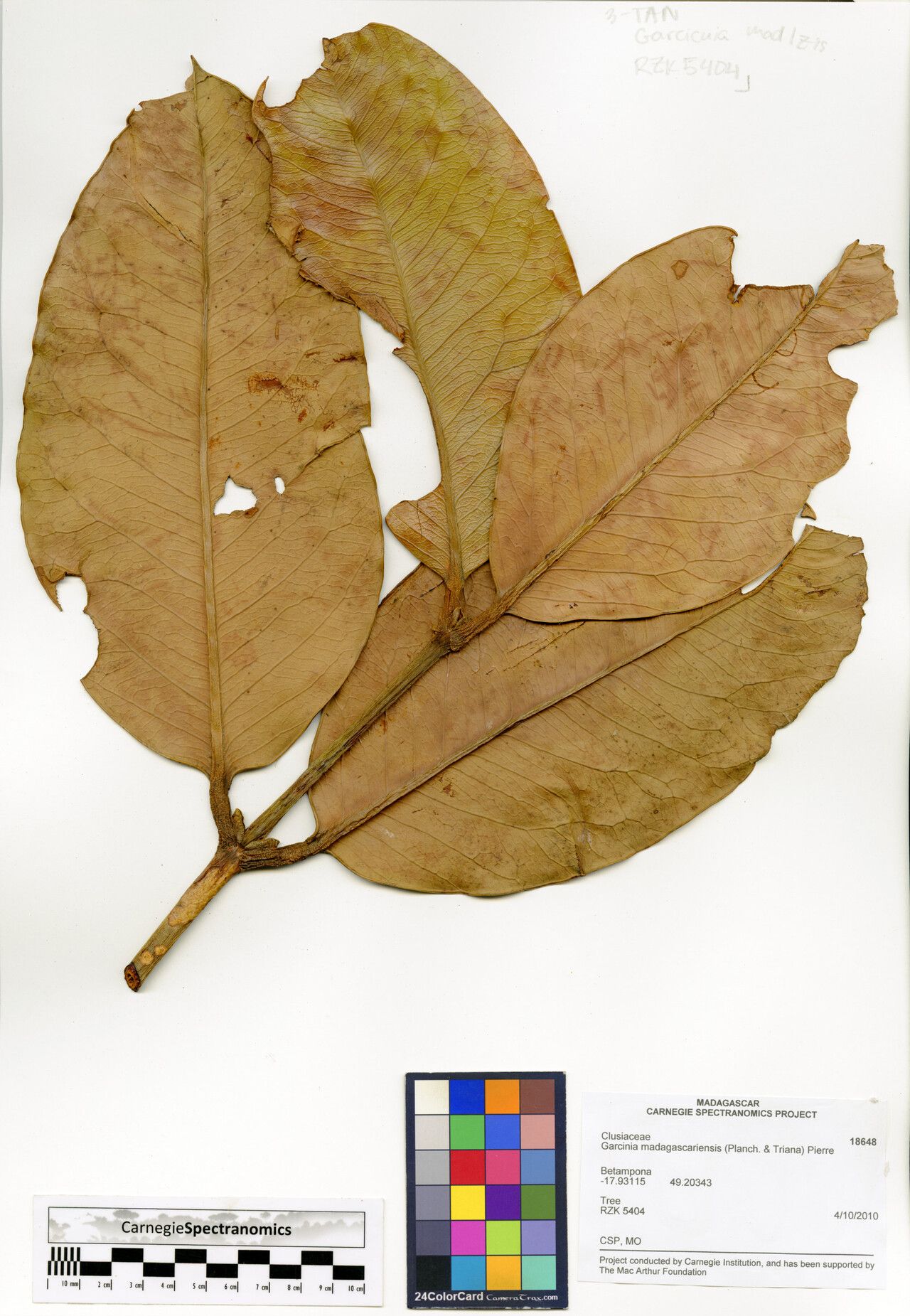 Garcinia madagascariensis — houseplant care guide