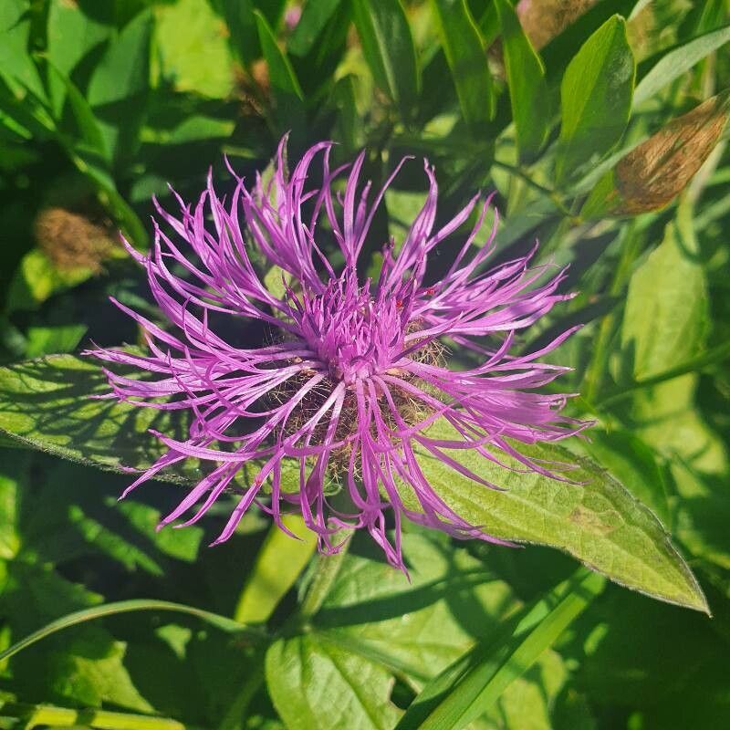 Centaurea pseudophrygia flower