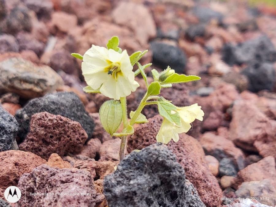Physalis sulphurea — search result for 'Physalis'