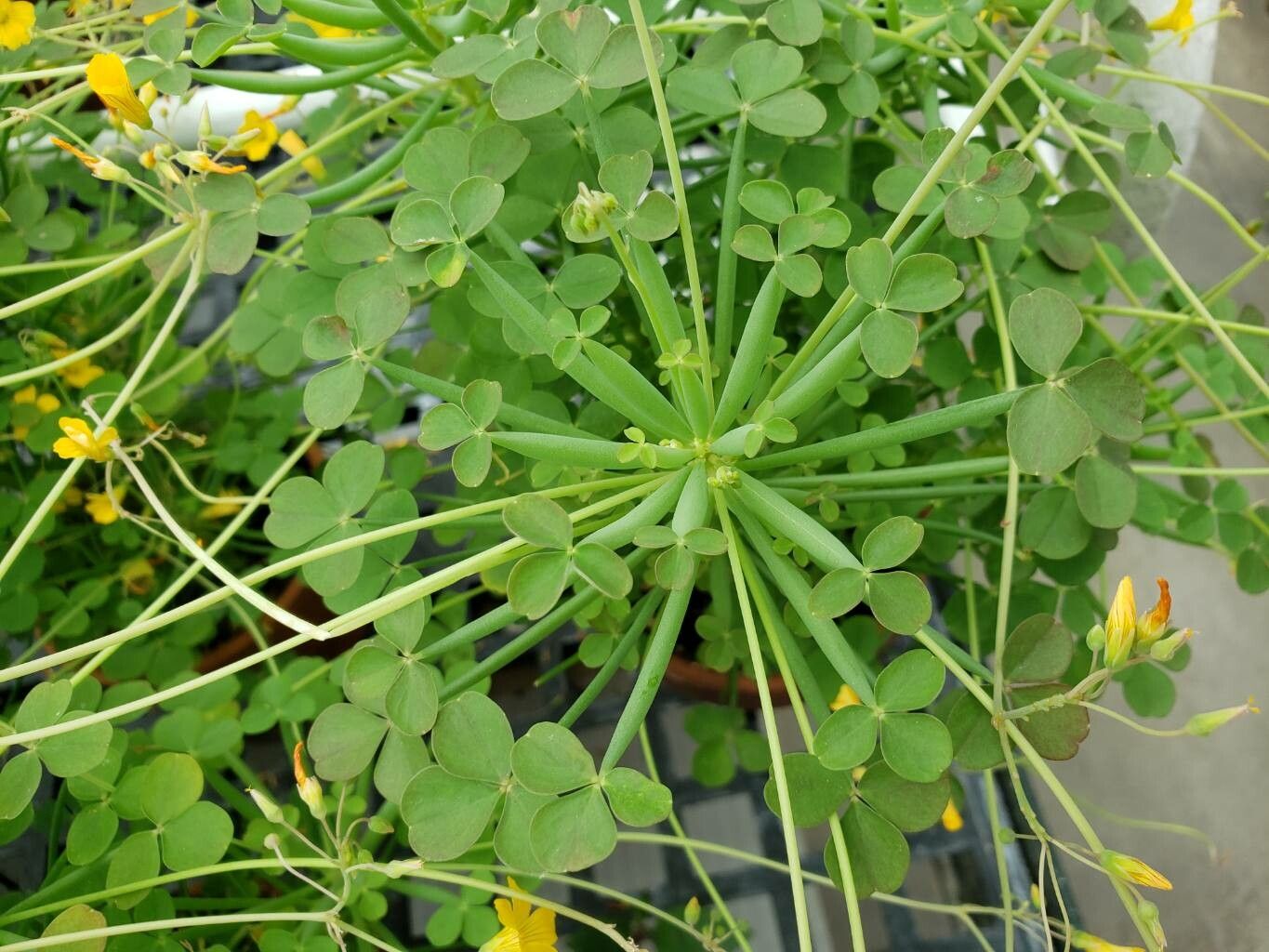 Oxalis teneriensis — houseplant care guide