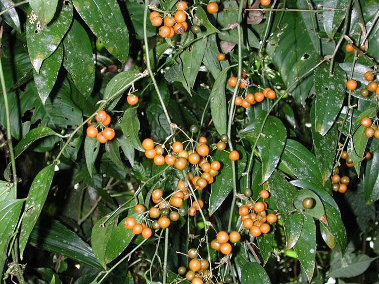 Smilax febrifuga other