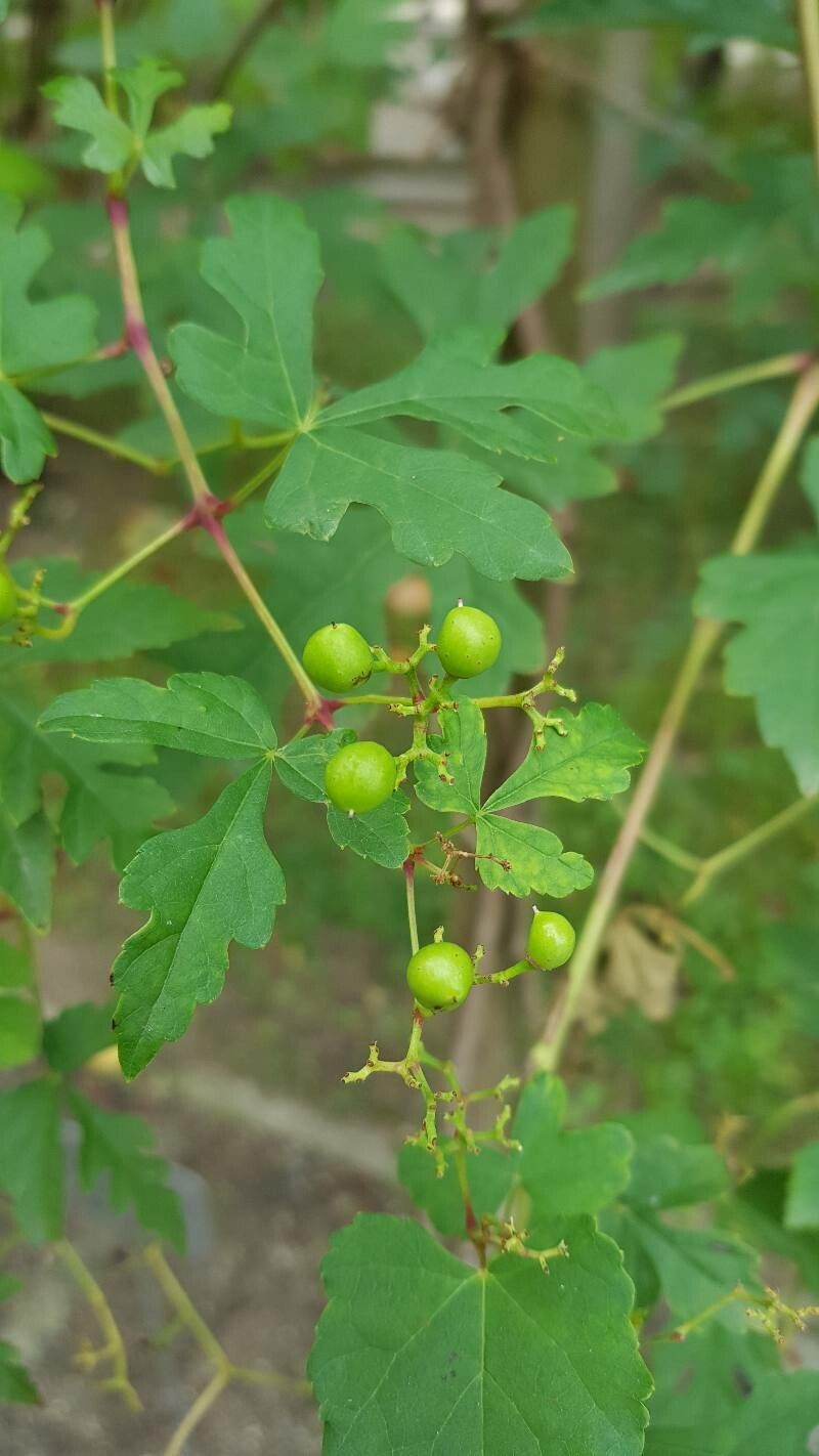 Cissus palmata fruit