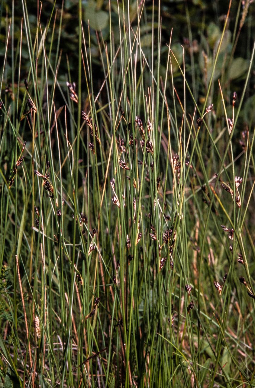 Juncus arcticus habit