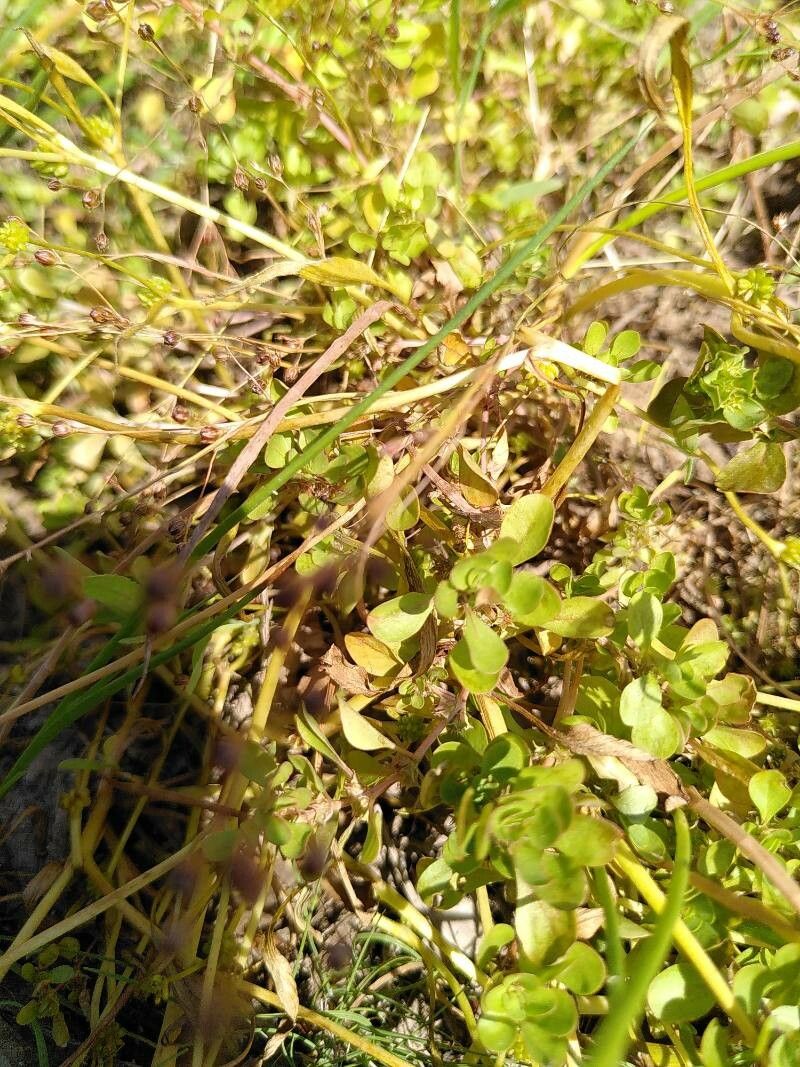 Lythrum borysthenicum flower