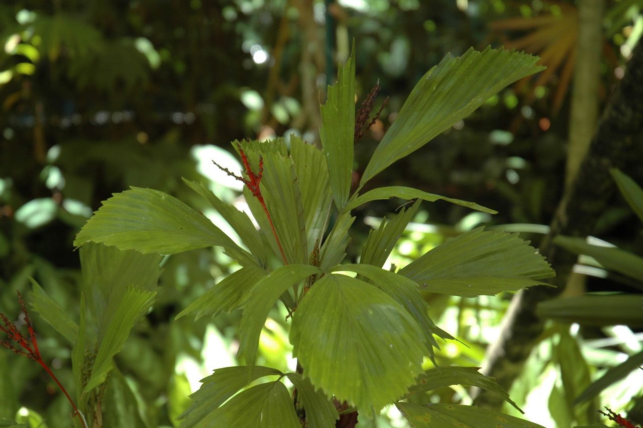 Reinhardtia simplex leaf