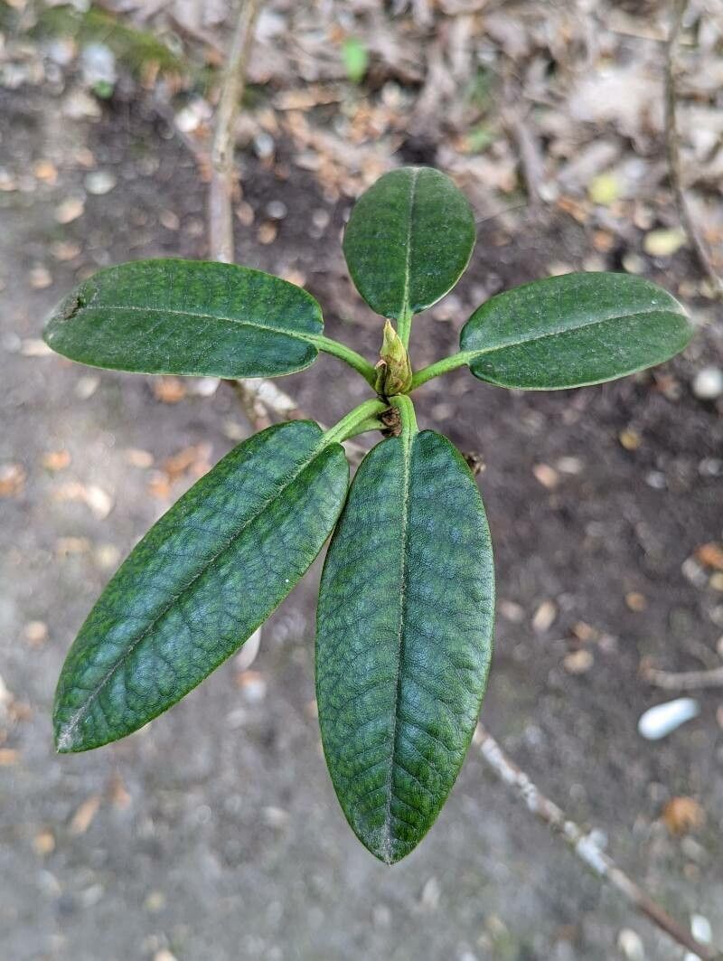 Rhododendron adenogynum