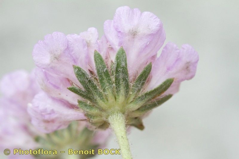 Lomelosia pulsatilloides flower