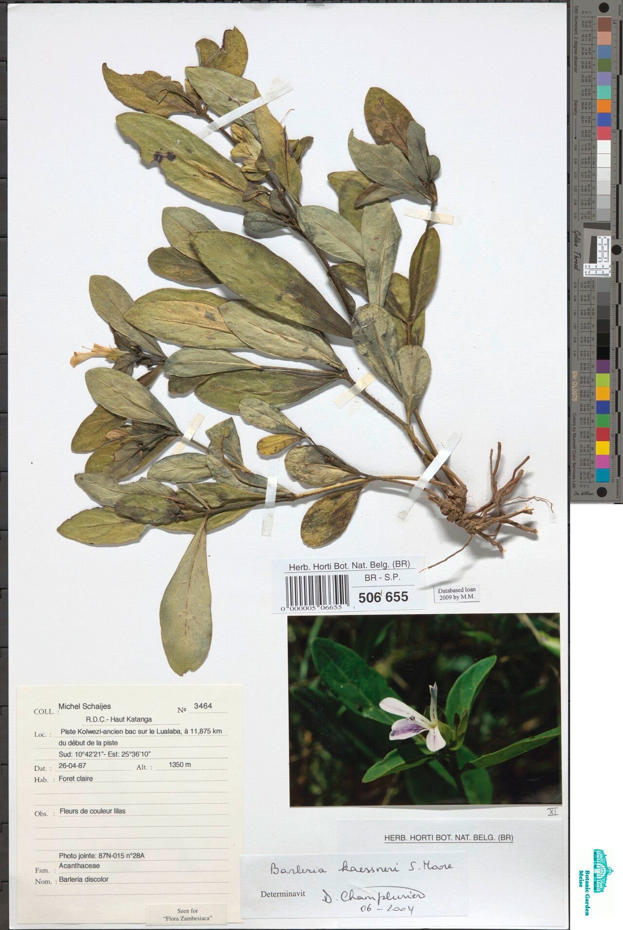 Barleria kaessneri — houseplant care guide