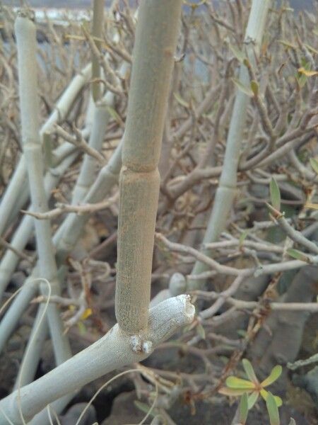 Ceropegia dichotoma bark