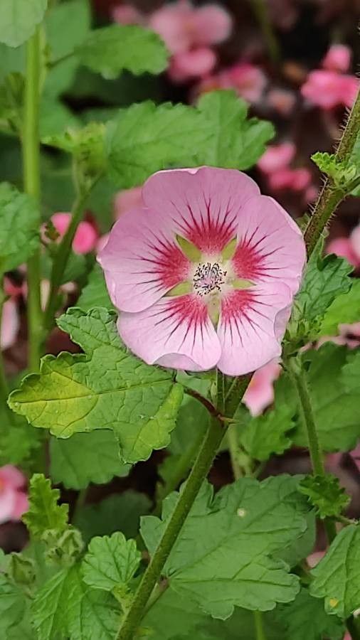 Anisodontea scabrosa flower