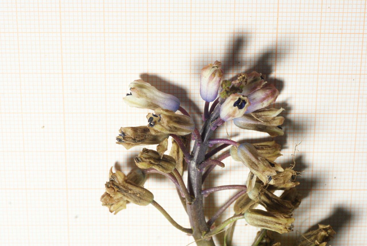 Muscari maritimum flower