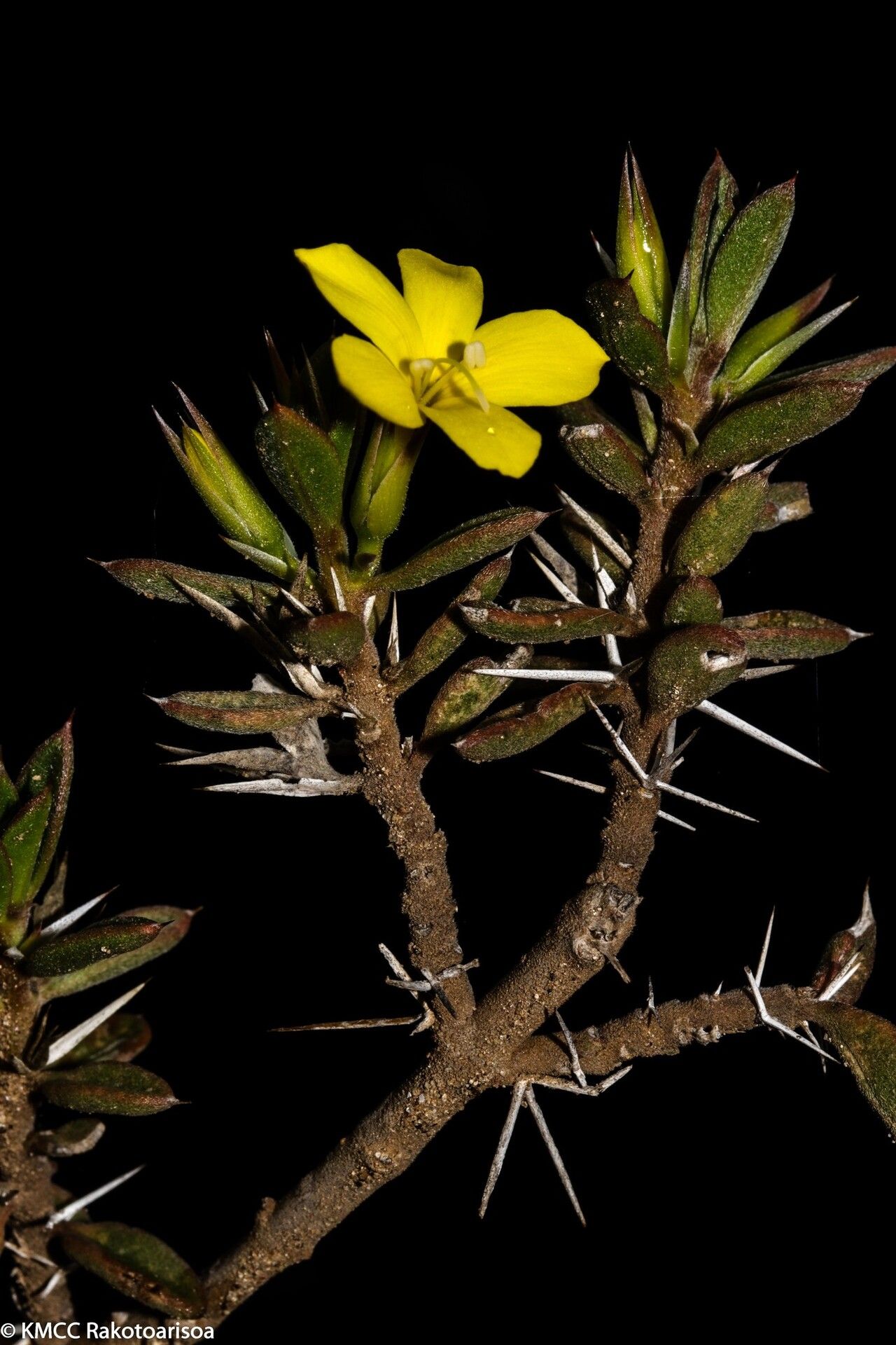 Barleria brevituba — houseplant care guide