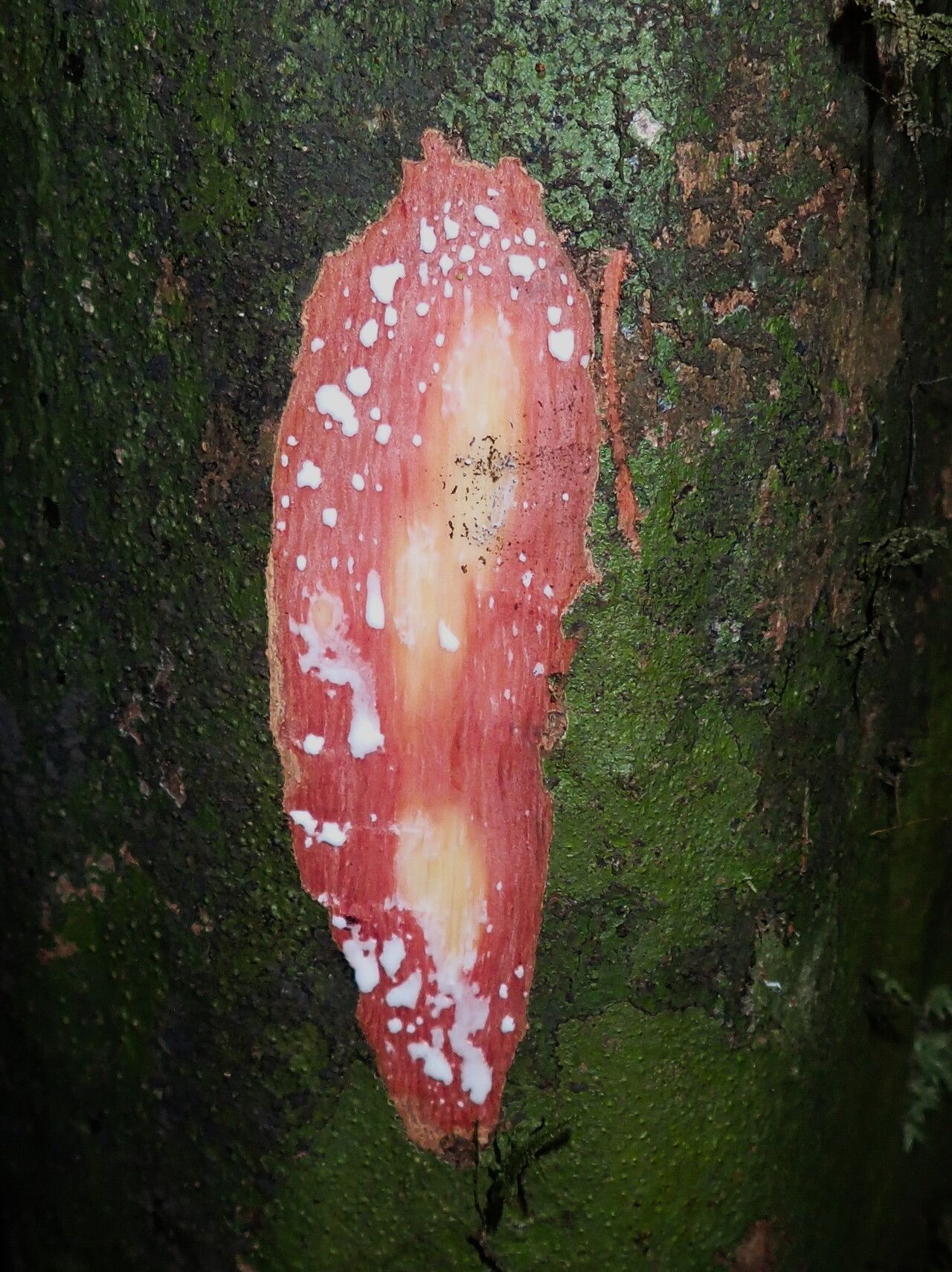 Synsepalum revolutum bark