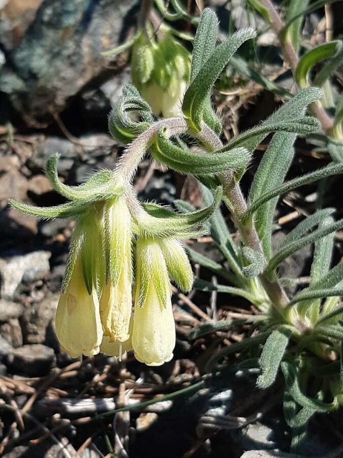 Onosma echioides flower