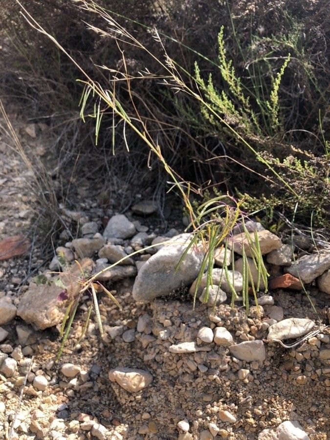 Diplotaxis harra fruit