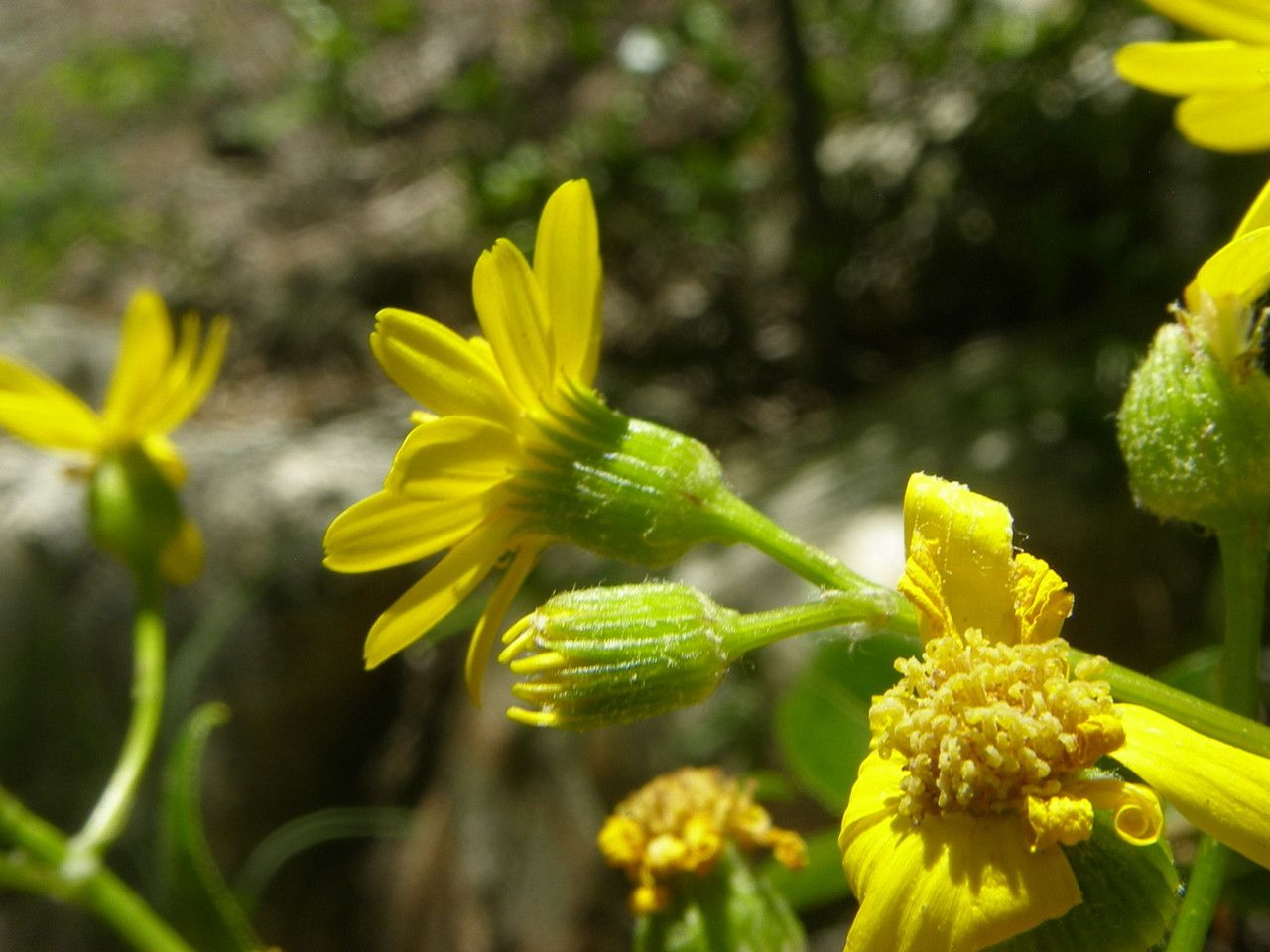 Senecio lemmonii — search result for 'Senecio'