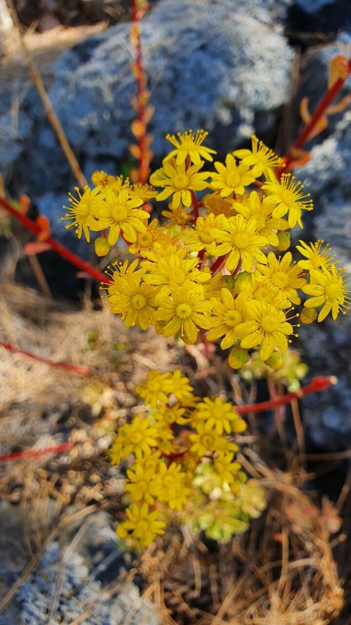 Aeonium spathulatum flower