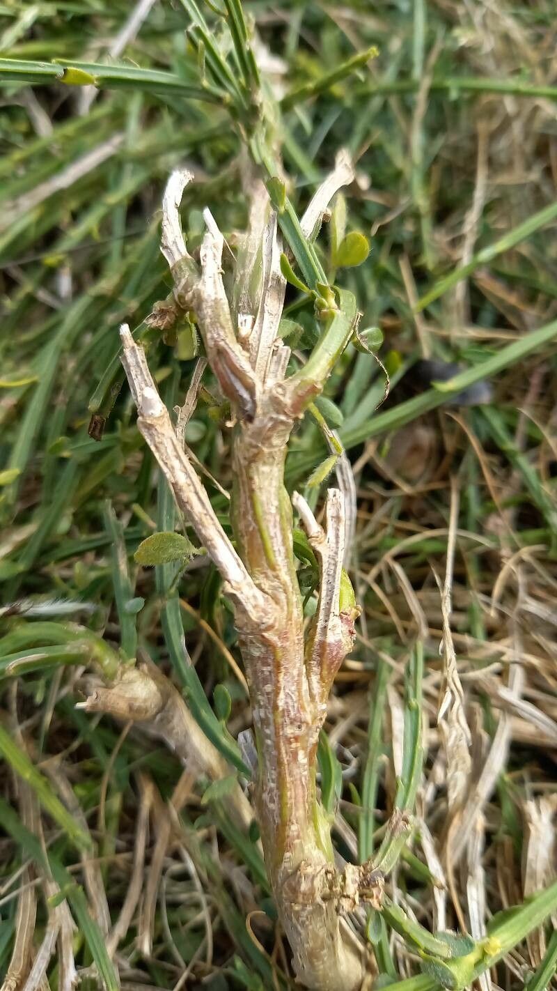 Genista desoleana bark
