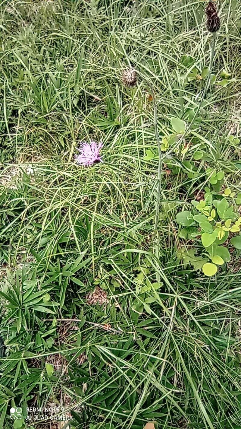Cirsium sieboldii habit