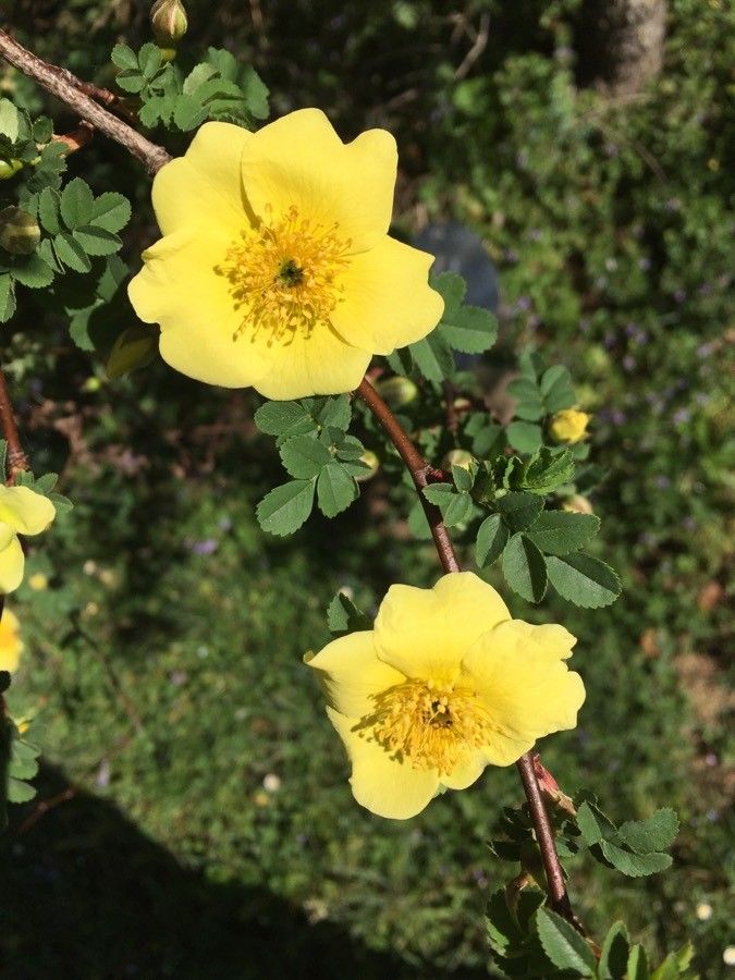 Rosa xanthina flower
