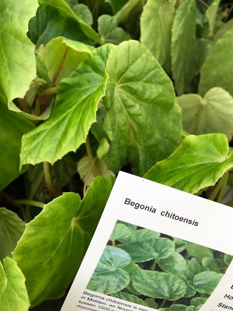 Begonia chitoensis leaf