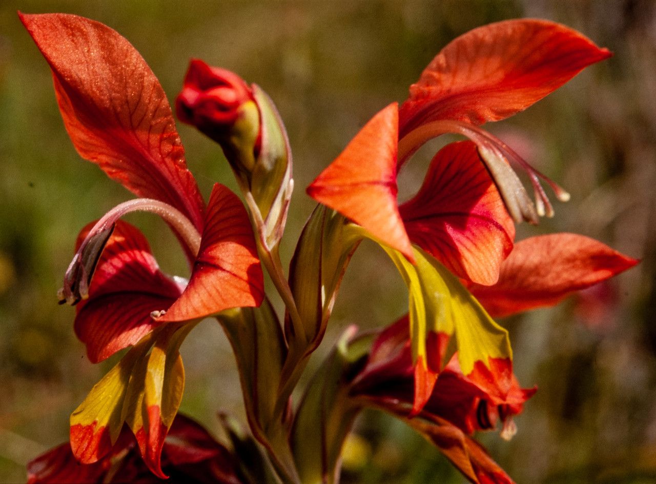 Gladiolus alatus — related species from the same genus
