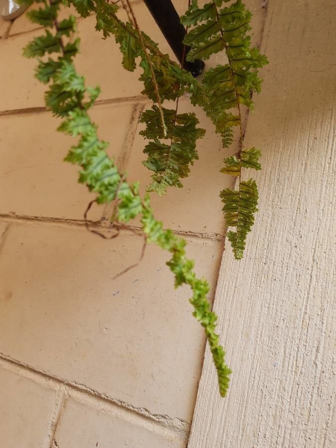 Trichomanes crispum — houseplant care guide