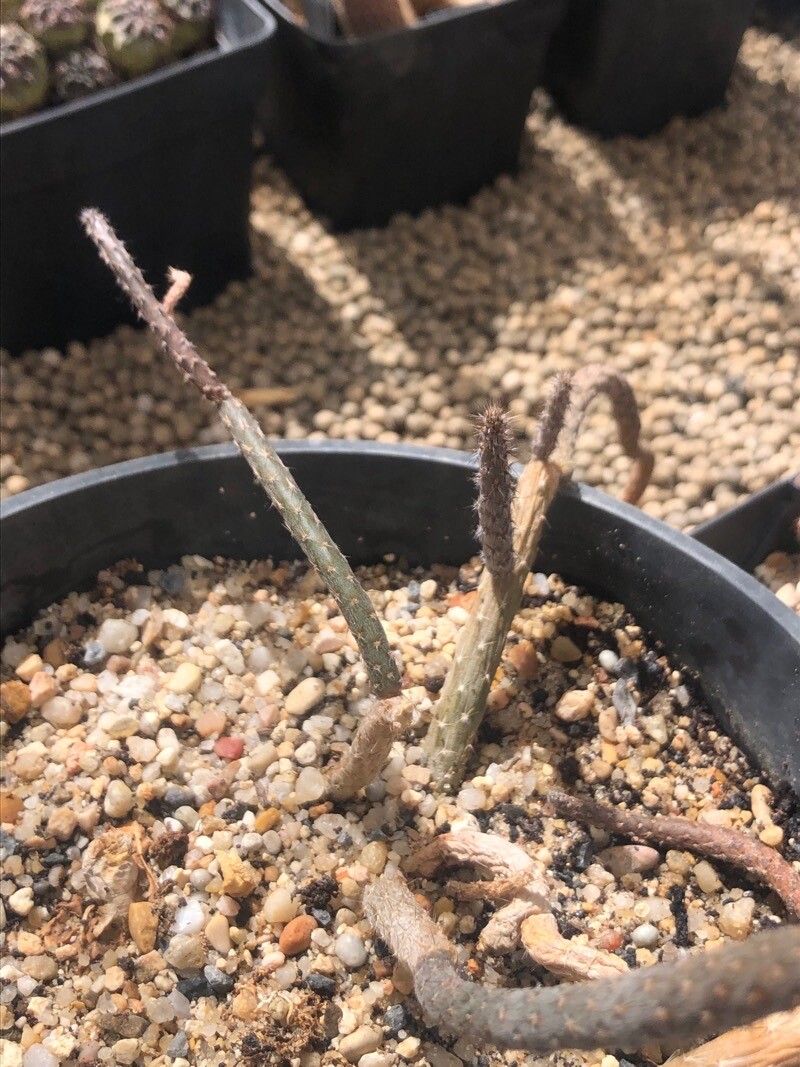 Pterocactus tuberosus — houseplant care guide