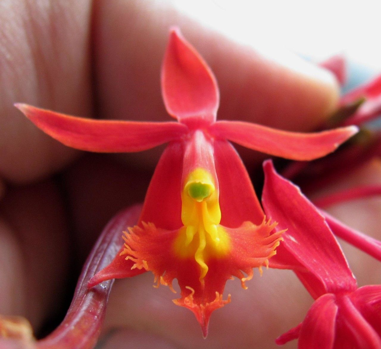 Epidendrum baumannianum — search result for 'Epidendrum'