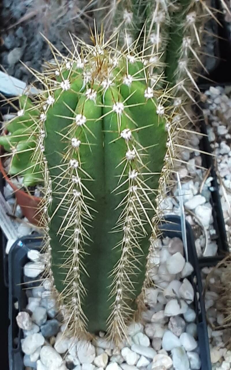 Pilosocereus brooksianus habit