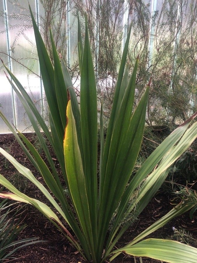 Doryanthes palmeri leaf