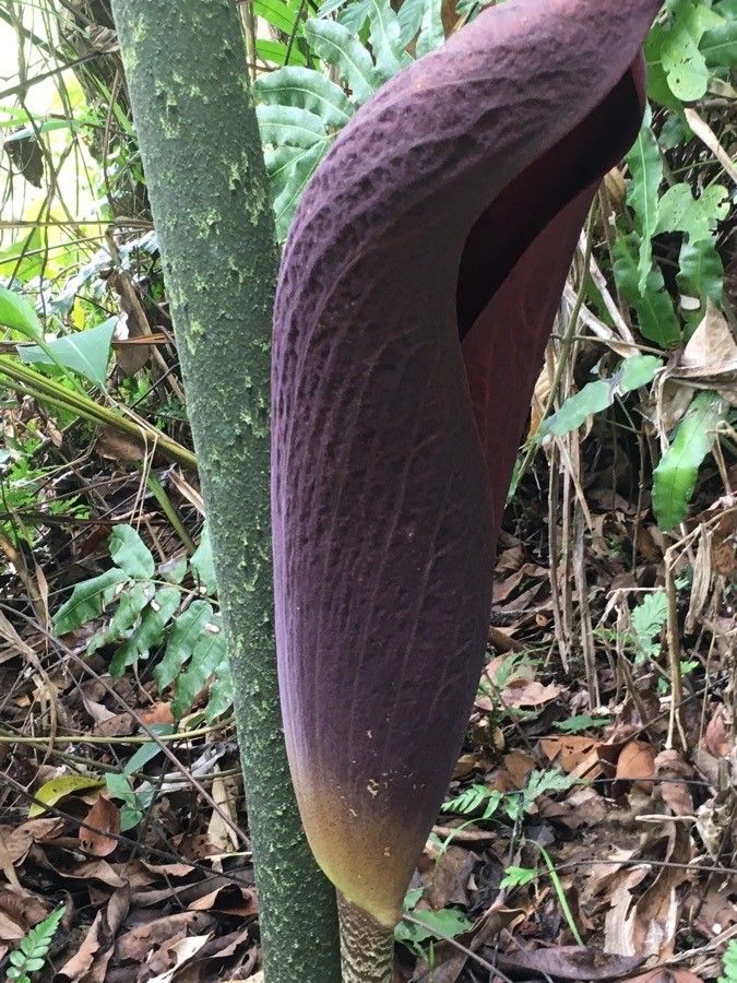 Dracontium gigas flower