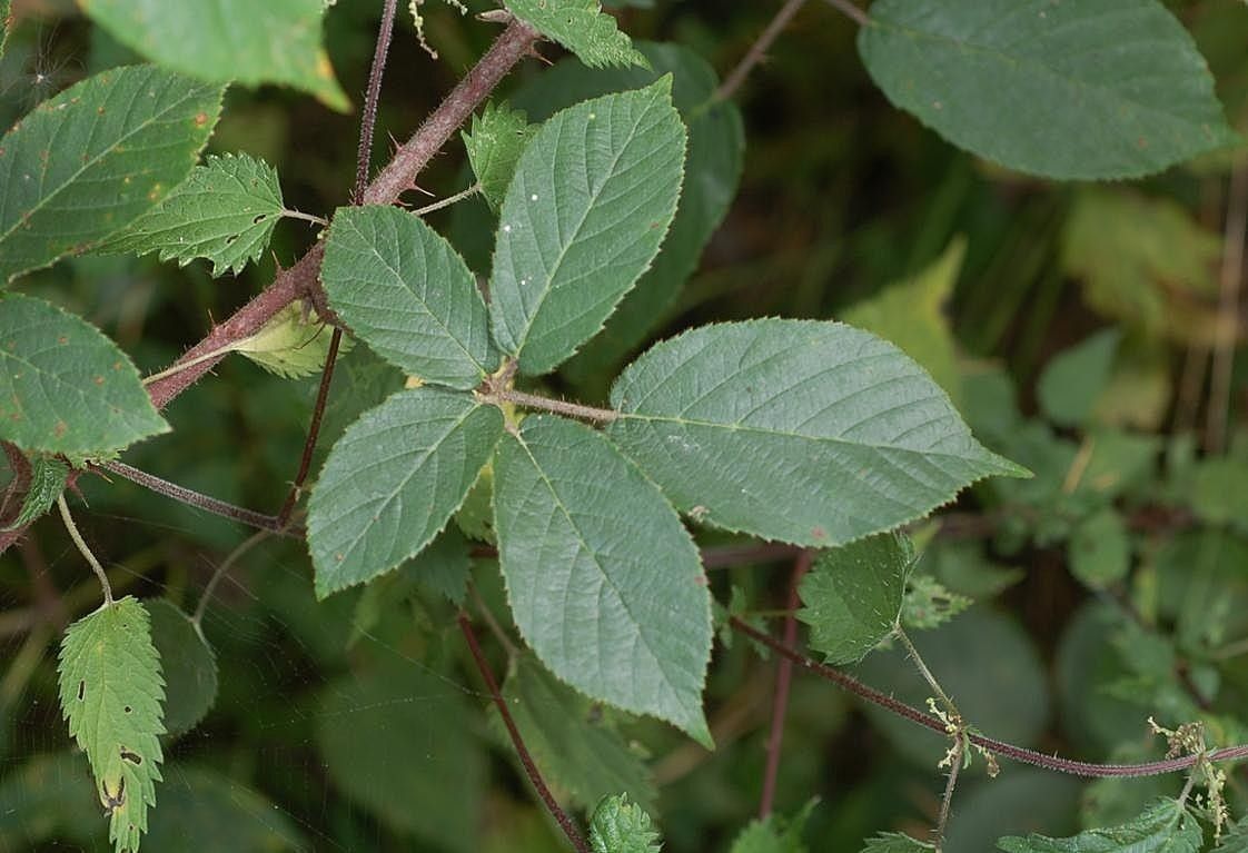 Rubus tauni — houseplant care guide