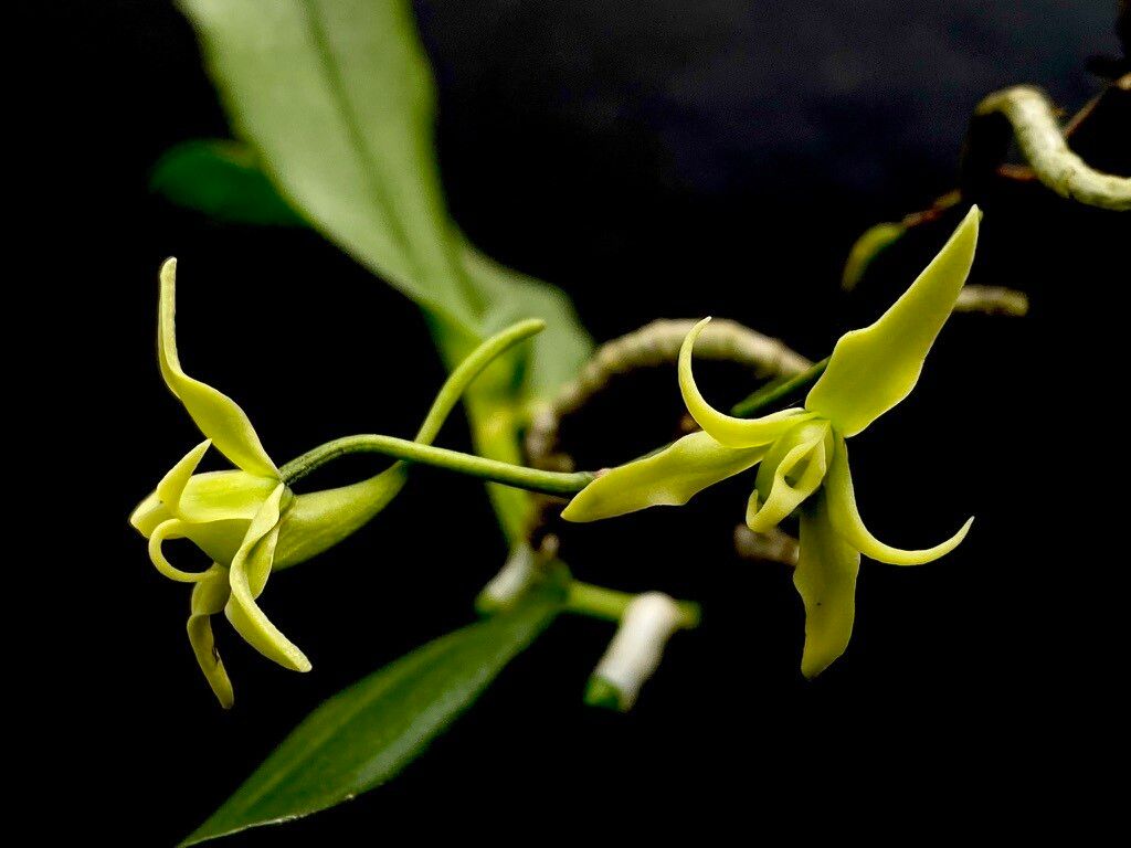 Angraecum firthii flower