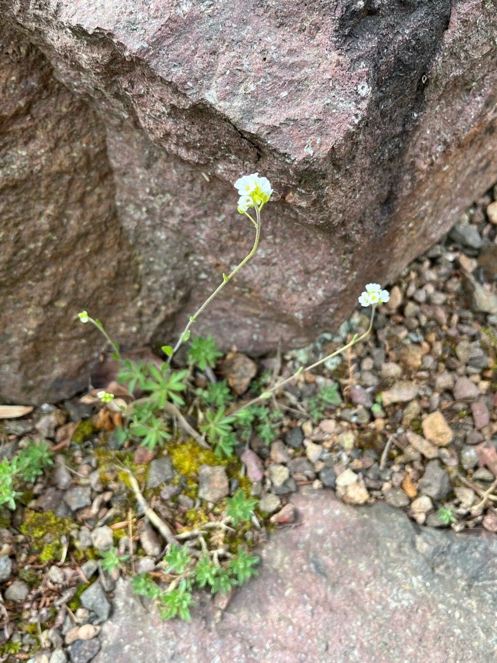 Draba magellanica habit