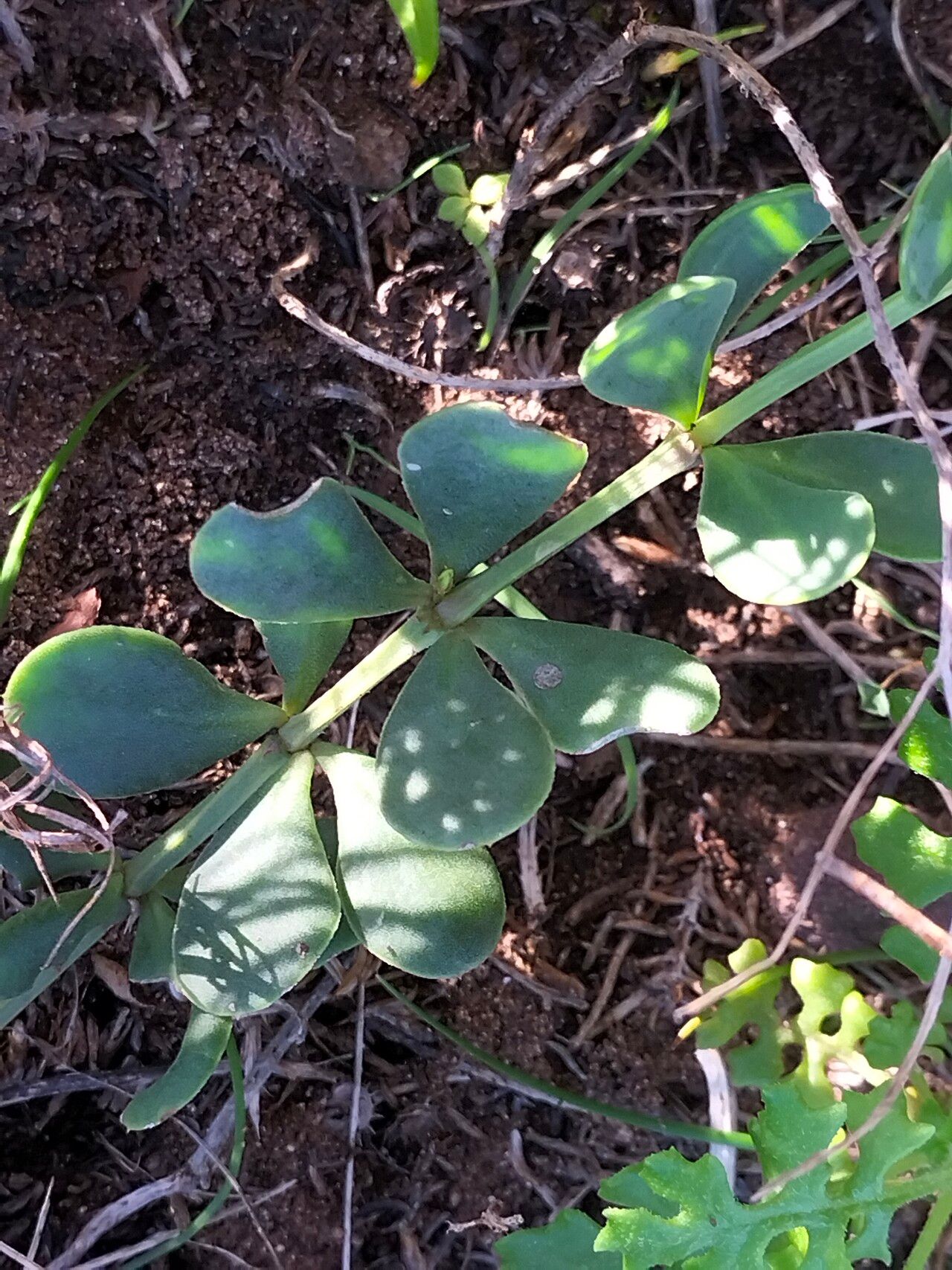 Roepera morgsana bark