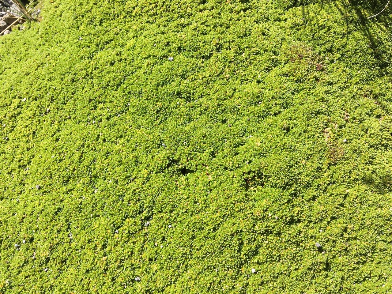 Arenaria bryoides — houseplant care guide