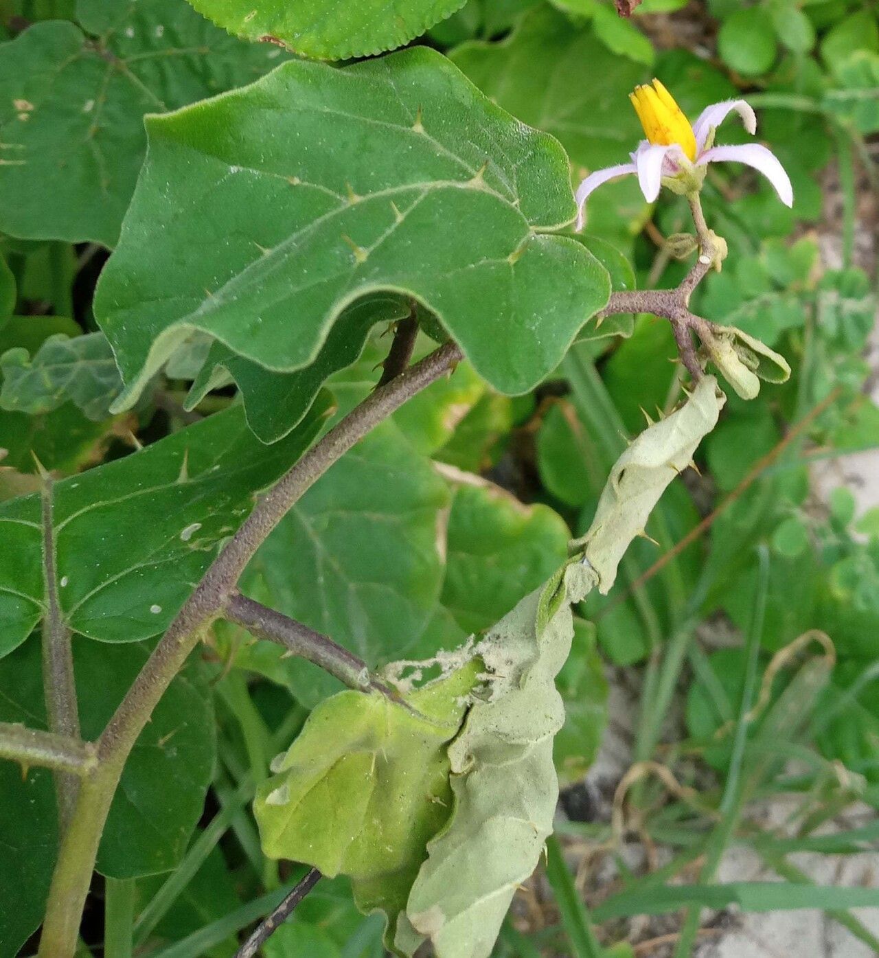 Solanum malindiense flower