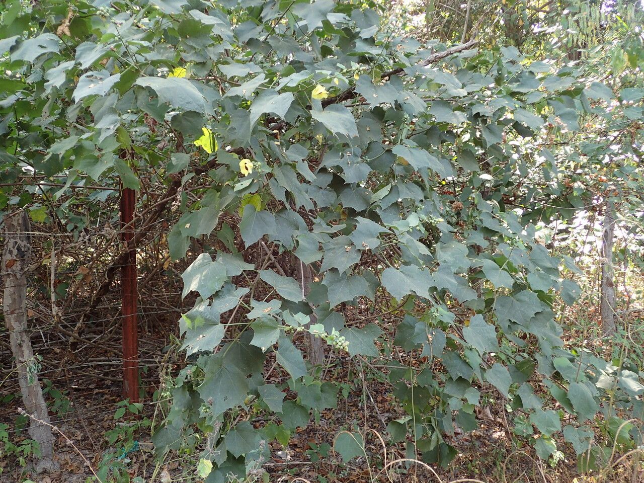 Hibiscus sterculiifolius habit