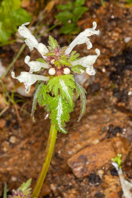 Lamium bifidum leaf