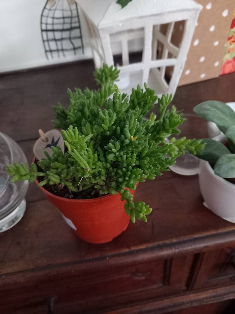 Rhipsalis mesembryanthoides — search result for 'Rhipsalis'